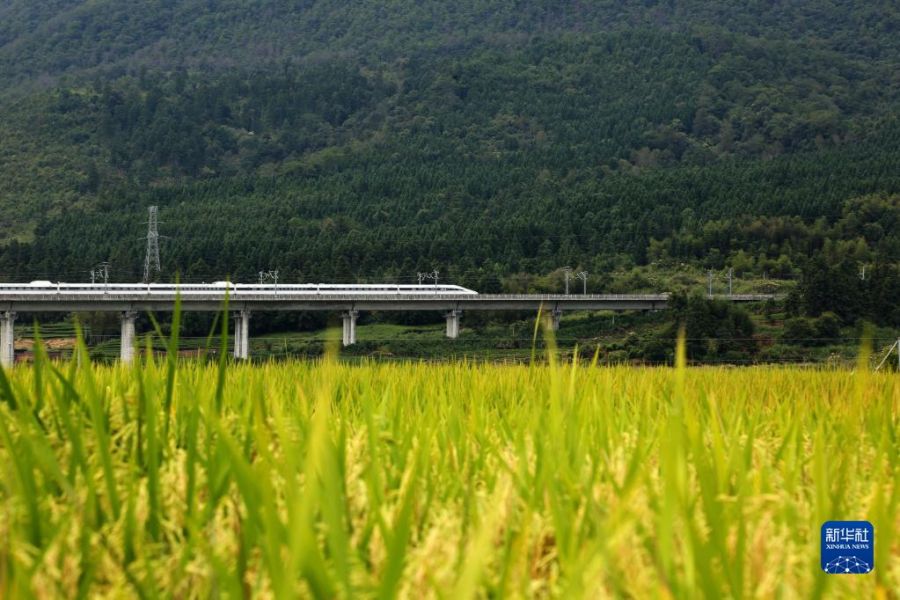 9月23日，在福建省武夷山市武夷街道下梅村，高铁列车从稻田旁驶过。新华社发（陈颖 摄）