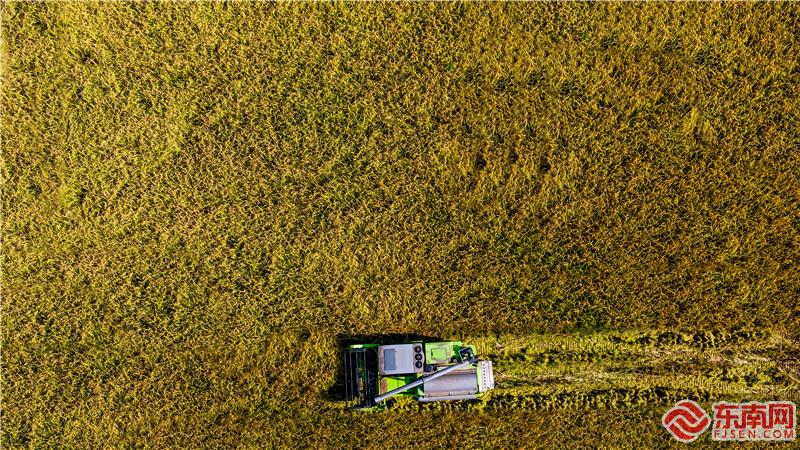 宁化县河龙乡下伊村，农民驾驶收割机在田中收割。