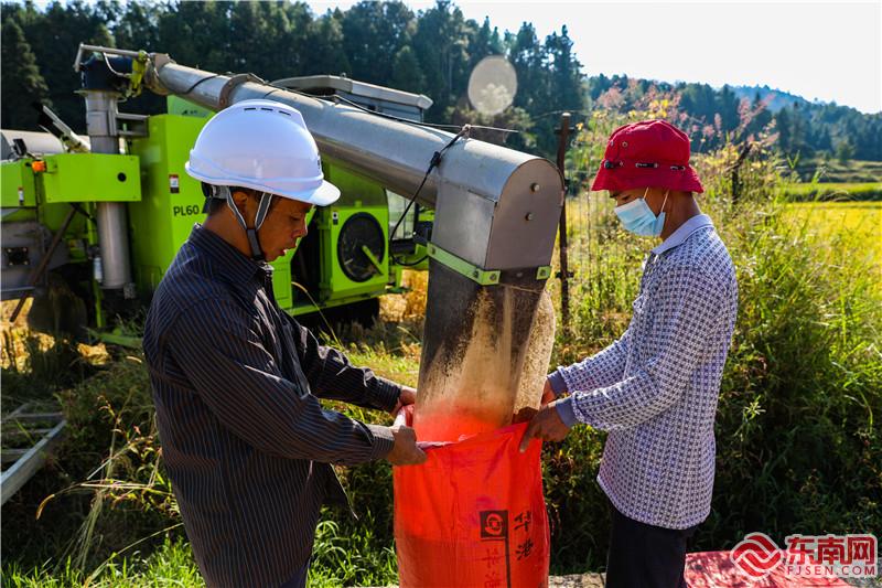 宁化县河龙乡下伊村，农民打包收割好的稻子。