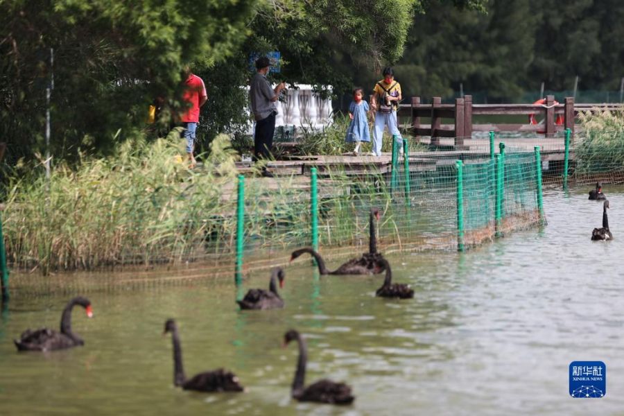 游客在厦门五缘湾湿地公园的天鹅湖游玩。新华社发（曾德猛摄）