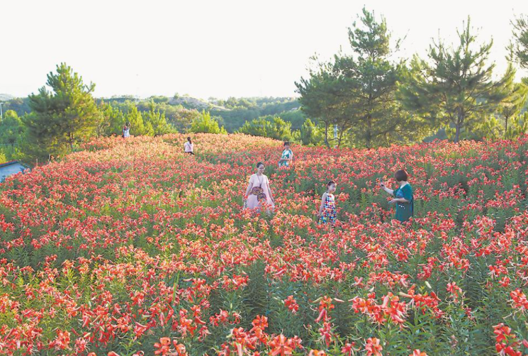 长汀县策武镇南坑村百合基地 张杰 陈天长 摄