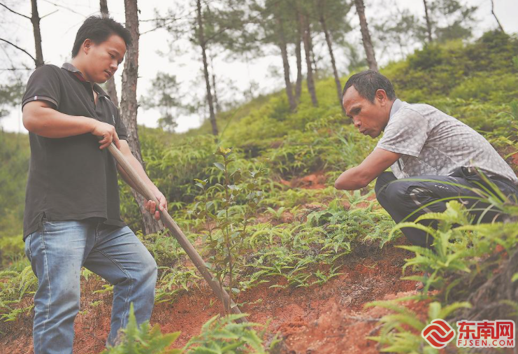 在长汀县三洲镇红旗岭，当地农民兰林金和儿子一起种油茶（资料照片）。福建日报记者 林辉 摄