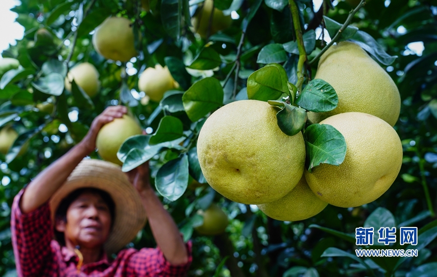 仙游县度尾镇湘溪村一处果园，柚子挂满枝头。新华网 肖和勇 摄