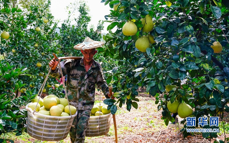 仙游县度尾镇湘溪村一处果园，果农在挑运文旦柚。新华网 肖和勇 摄