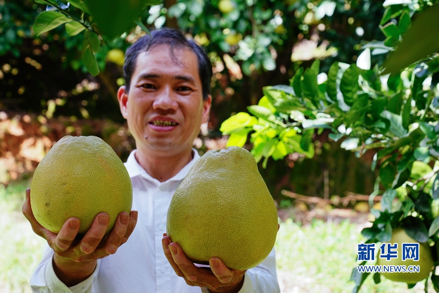 仙游县度尾镇仙溪果业合作社理事长刘坤泳展示刚采摘的文旦柚。今年柚子丰收，当地农户期待销路畅通，能卖个好价钱。新华网 肖和勇 摄