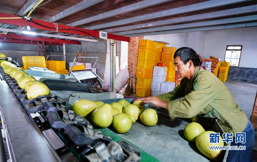仙游县度尾镇仙溪果业合作社，自动分拣机的使用大大提高了分拣效率。新华网 肖和勇 摄