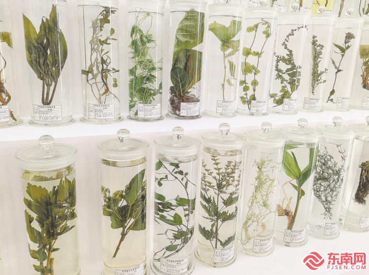 中草药标本馆药用植物浸制标本展示区。