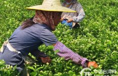 广西横州茉莉花香飘两岸 台商台胞闻香而来促发展