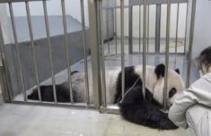 台媒：台北动物园申请大陆专家探望病重“团团”