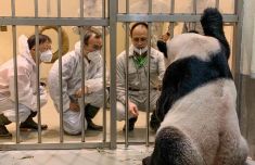 大陆专家抵台评估“团团”病情：比想象中乐观