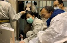 大陆专家：赠台大熊猫“团团”病情稳定 病因仍未确定