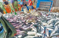 台湾彰化5000尾“乌金”抢先上岸 引来大批饕客疯抢