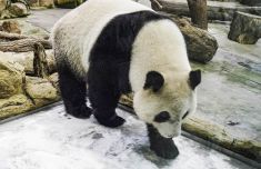 动物园熊猫馆添“冰床”圆仔爱滑冰 圆宝和妈妈做亲子瑜珈