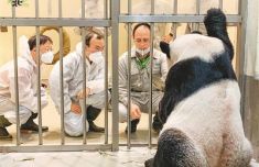 “可爱的‘团团’，你要加油！”——两岸同胞期盼大陆赠台大熊猫早日康复