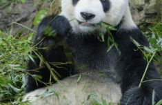 感谢大熊猫“团团”带给两岸同胞的美好回忆！