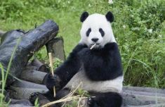 遭批“冷血”！蔡英文与民进党当局对“团团”离世漠不关心