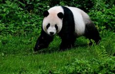 大陆赠台大熊猫“团团”病逝