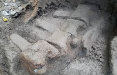 台湾发现距今8万5千年鲸鱼化石 全长逾15公尺