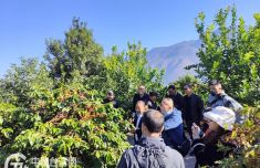 政府搭台 企业唱戏 保山小粒咖啡推动云台产业深化合作