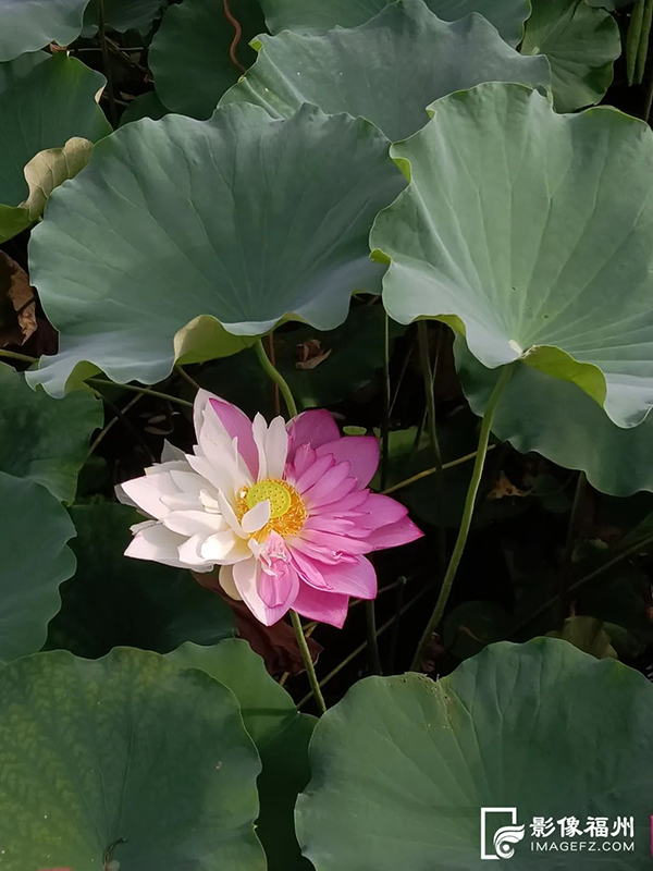 一半粉一半白，见者“好运莲莲”。童钰眉 摄