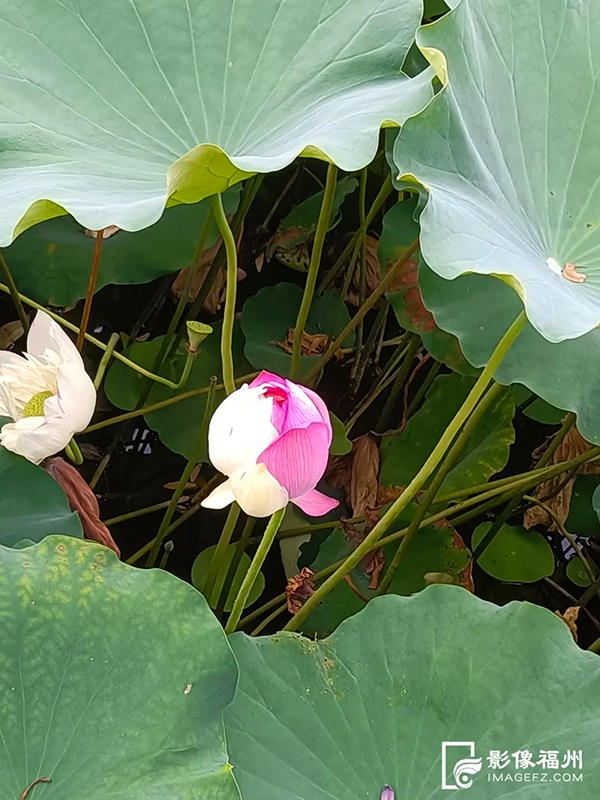 一半粉一半白，见者“好运莲莲”。童钰眉 摄