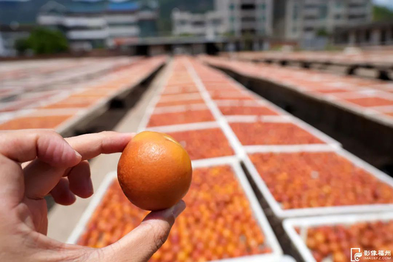 个大饱满的芙蓉李。记者 包华 摄