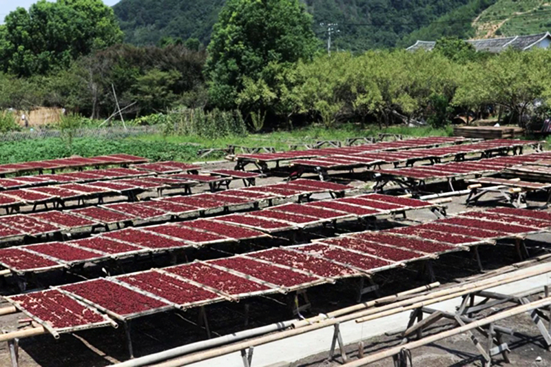 永泰李果迎来全面丰收，村民们抢抓晴好天气，在农家房屋前后木晒架上晾晒李干。