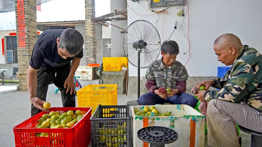 他们仔细挑选着每一个百香果，确保其品质优良，再将其整齐地装入包装盒中。