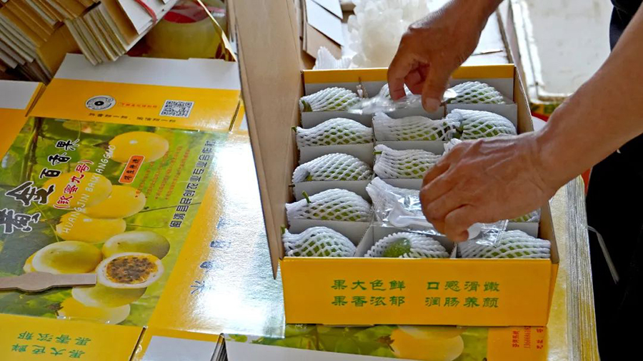 他们仔细挑选着每一个百香果，确保其品质优良，再将其整齐地装入包装盒中。