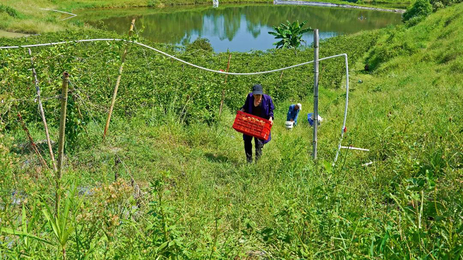 百香果的种植与销售，为炉溪村注入了新的活力，也为村民们带来了实实在在的幸福生活。