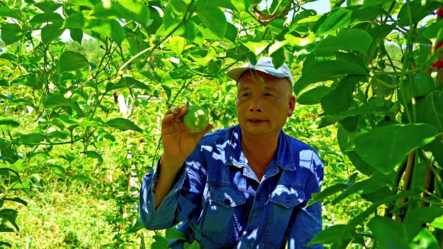 随着采摘季节的到来，村民们忙碌的身影穿梭在果园之中，熟练地采摘着成熟的果实。