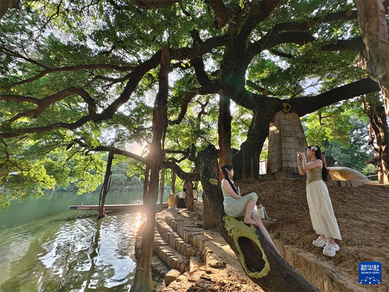 8月6日,福州流花溪畔,人们在榕树下游览、拍照。新华社记者 姜克红 摄