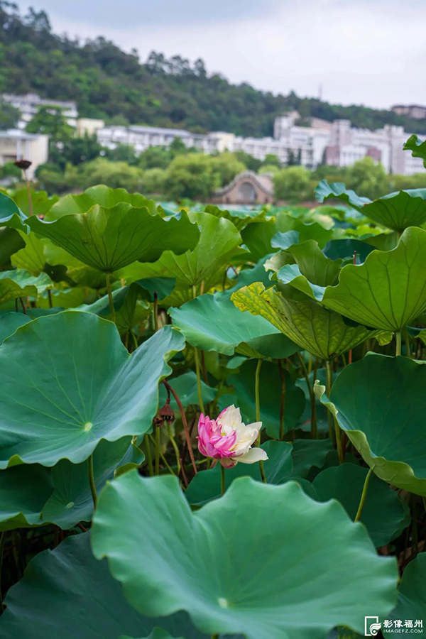 福建农林大学现已种植了30多亩、6个品种的荷花，分别是大洒锦、太空莲、建选莲等，另外学院还保存有近500个的荷花品种。晏平 摄
