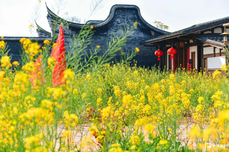 梁厝特色历史文化街区的油菜花盛开，金黄色的花海与古厝交相辉映构成了一幅恬静美丽的春日画卷。记者 原浩 摄