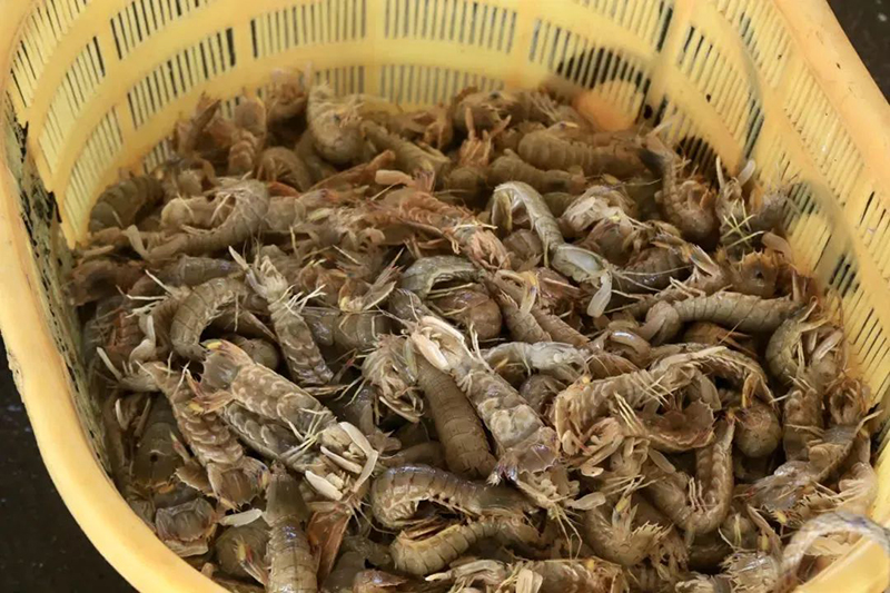 新鲜捕捞的虾蛄。连江黄岐镇供图