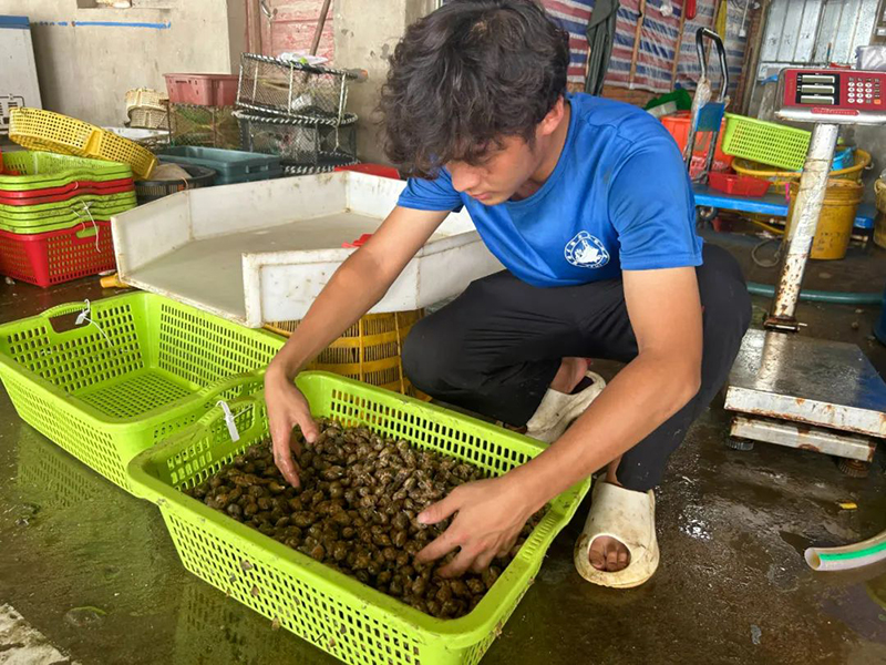 新鲜捕捞的海螺。连江黄岐镇供图
