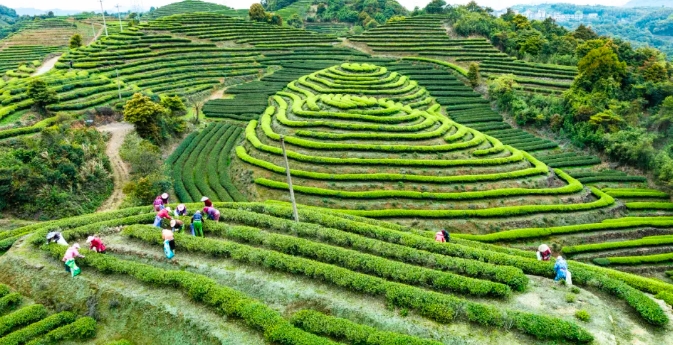 新福建这十年:特色振兴路 铺展山水间