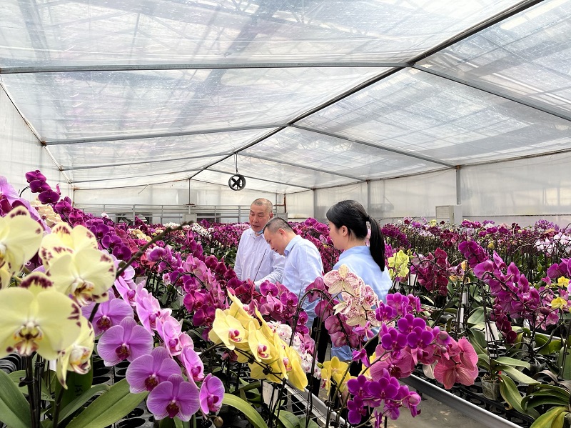 福建漳州：“一朵花”培育出千亿大产业