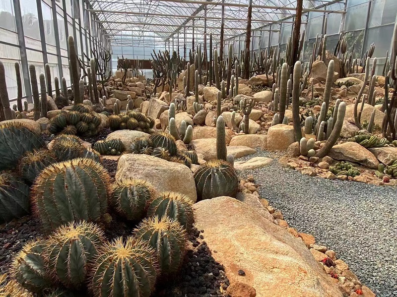 福建漳州：“一朵花”培育出千亿大产业