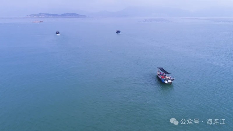 连江县筱埕镇定海湾正值丁香鱼收获旺季。