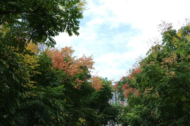 马尾黄山栾树，悄然成为街头巷尾最亮丽的风景线，其用独特的方式宣告着秋天的正式登场。