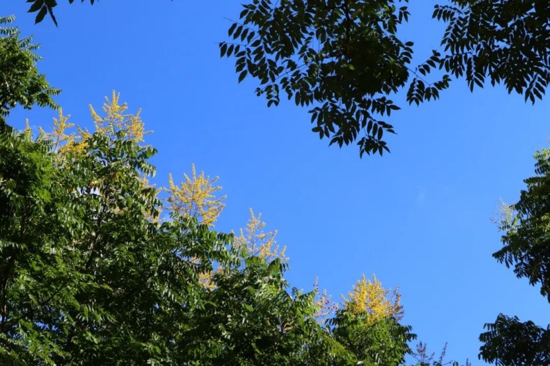 马尾黄山栾树，悄然成为街头巷尾最亮丽的风景线，其用独特的方式宣告着秋天的正式登场。