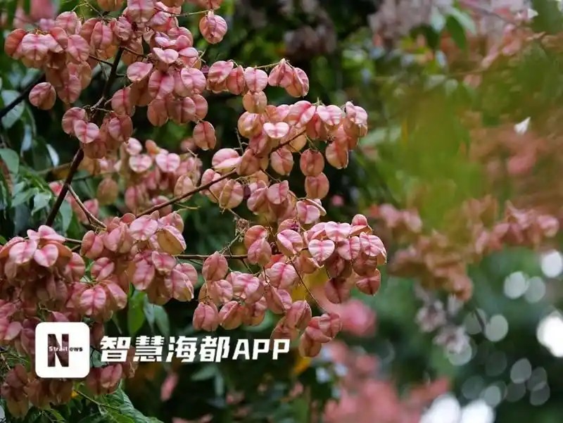 树冠中下部缀满了成串粉红色的蒴果，状如小灯笼，整体色彩温暖而浓郁。