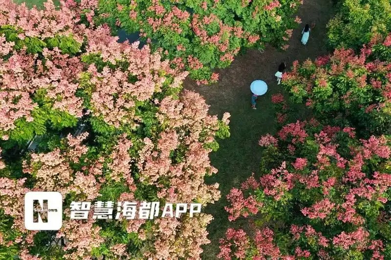 市民游客可观赏到金黄花簇与绯红果实缀满枝。