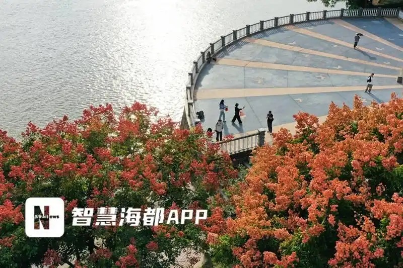福州闽江公园北园的满树红果秋日盛景。