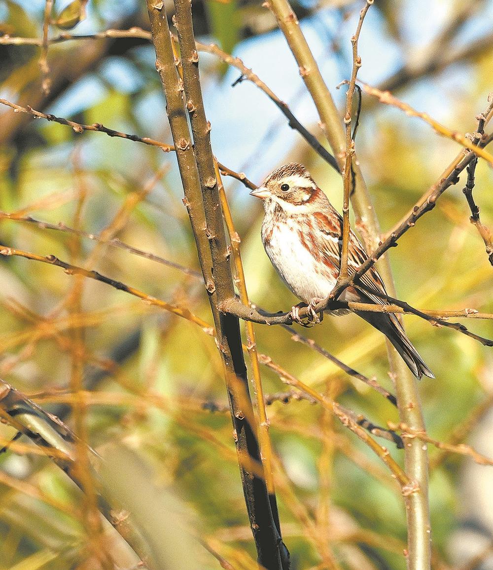 �챦�ұ�����Ƶ�ֺ���������