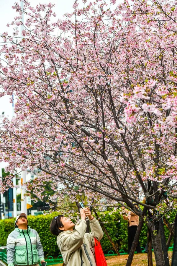 不少市民趁着雨歇间隙，携家人好友前往打卡。