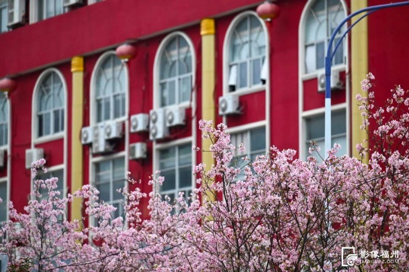 仓山区金岩路的樱花大道迎来盛放季。记者 池远 摄