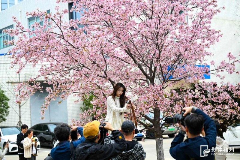 众多游人前来打卡观赏樱花。记者 池远 摄