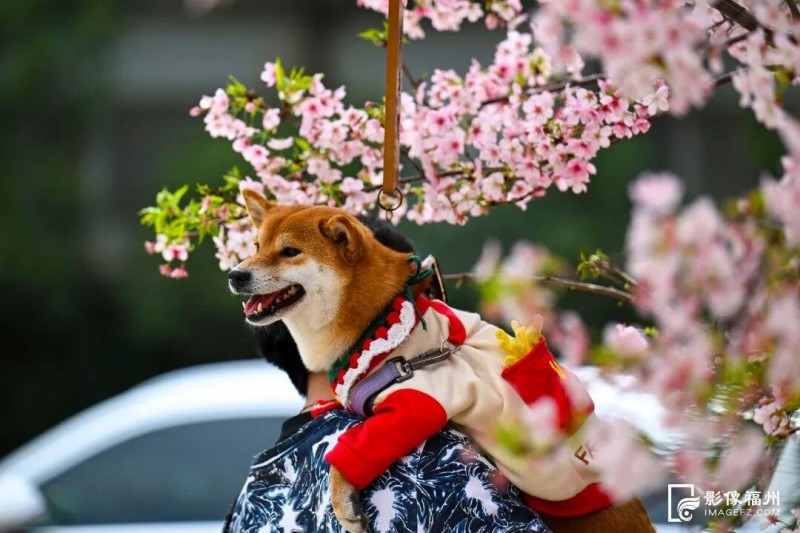 仓山区金岩路的樱花大道迎来盛放季。记者 池远 摄